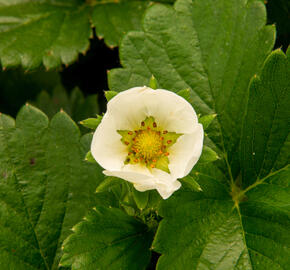 Jahodník stáleplodící 'Elan' F1 - Fragaria ananassa 'Elan' F1