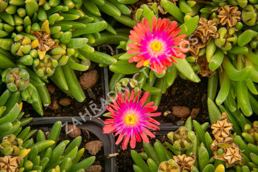 Kosmatec 'Jewel of Desert Garnet‘ - Delosperma hybrida 'Jewel of Desert Garnet'