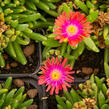 Kosmatec 'Jewel of Desert Garnet‘ - Delosperma hybrida 'Jewel of Desert Garnet'