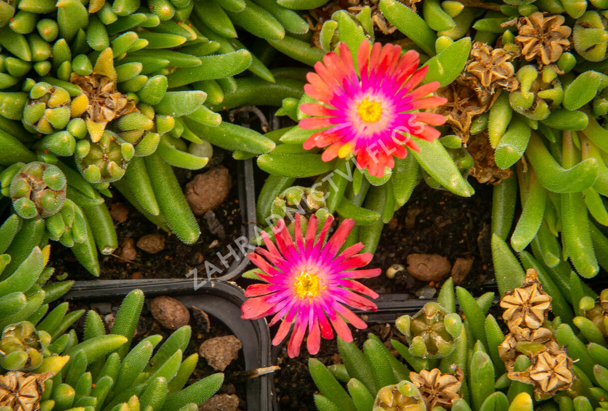 Kosmatec 'Jewel of Desert Garnet‘ - Delosperma hybrida 'Jewel of Desert Garnet'