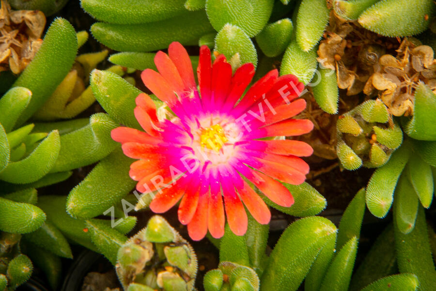 Kosmatec 'Jewel of Desert Garnet‘ - Delosperma hybrida 'Jewel of Desert Garnet'