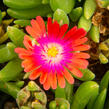 Kosmatec 'Jewel of Desert Garnet‘ - Delosperma hybrida 'Jewel of Desert Garnet'