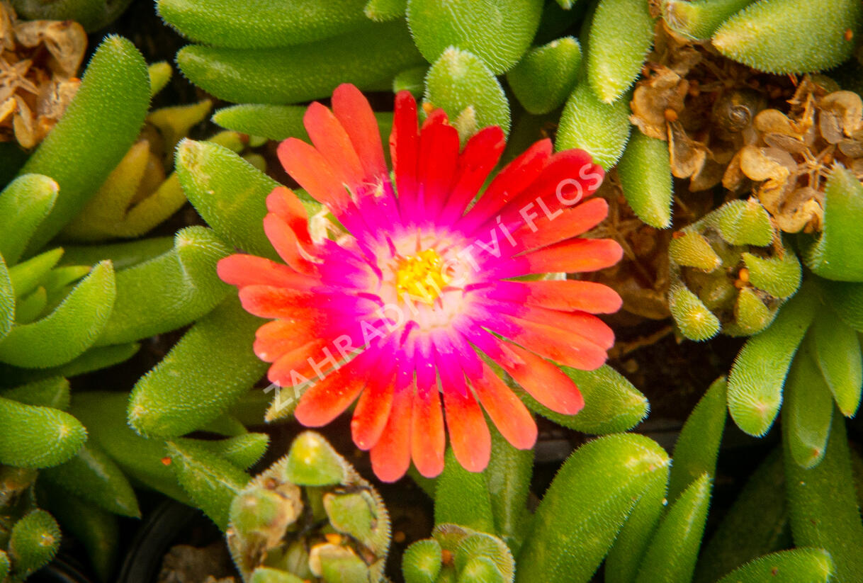 Kosmatec 'Jewel of Desert Garnet‘ - Delosperma hybrida 'Jewel of Desert Garnet'