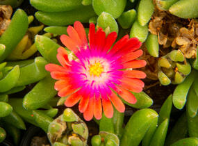 Kosmatec 'Jewel of Desert Garnet‘ - Delosperma hybrida 'Jewel of Desert Garnet'