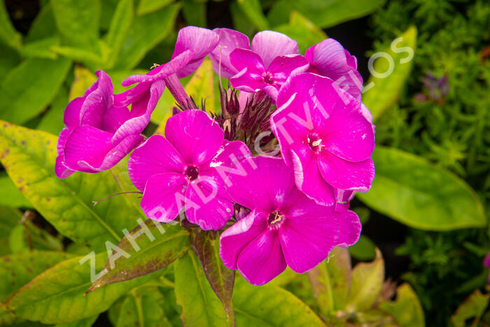 Plamenka latnatá 'Adessa Special Purple Star' - Phlox paniculata 'Adessa Special Purple Star'