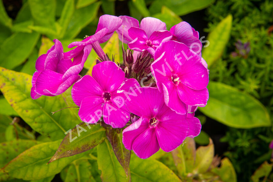 Plamenka latnatá 'Adessa Special Purple Star' - Phlox paniculata 'Adessa Special Purple Star'