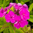 Plamenka latnatá 'Adessa Special Purple Star' - Phlox paniculata 'Adessa Special Purple Star'