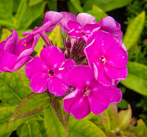 Plamenka latnatá 'Adessa Special Purple Star' - Phlox paniculata 'Adessa Special Purple Star'