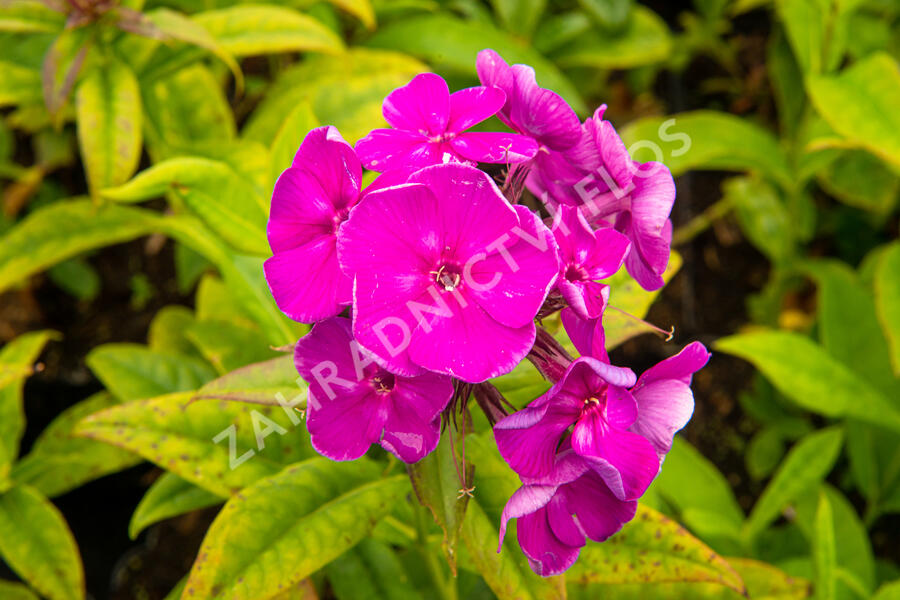 Plamenka latnatá 'Adessa Special Purple Star' - Phlox paniculata 'Adessa Special Purple Star'