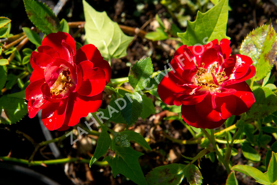 Růže půdopokryvná 'Rote The Fairy' - Rosa PK 'Rote the Fairy'