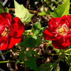 Růže půdopokryvná 'Rote The Fairy' - Rosa PK 'Rote the Fairy'