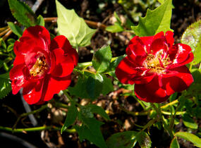 Růže půdopokryvná 'Rote The Fairy' - Rosa PK 'Rote the Fairy'