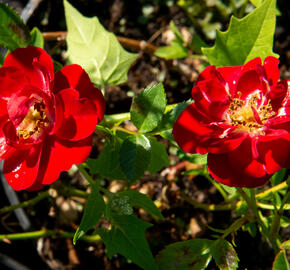 Růže půdopokryvná 'Rote The Fairy' - Rosa PK 'Rote the Fairy'