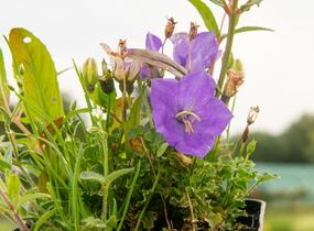 Zvonek karpatský 'Pearl Deep Blue' - Campanula carpatica 'Pearl Deep Blue'