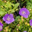Zvonek karpatský 'Pearl Deep Blue' - Campanula carpatica 'Pearl Deep Blue'