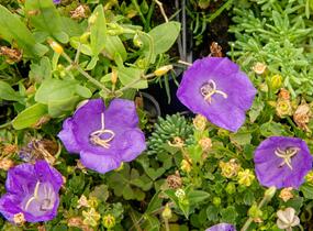 Zvonek karpatský 'Pearl Deep Blue' - Campanula carpatica 'Pearl Deep Blue'