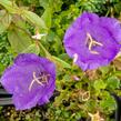 Zvonek karpatský 'Pearl Deep Blue' - Campanula carpatica 'Pearl Deep Blue'