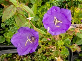 Zvonek karpatský 'Pearl Deep Blue' - Campanula carpatica 'Pearl Deep Blue'