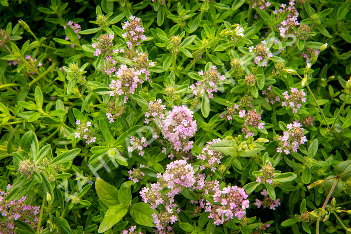 Mateřídouška úzkolistá - Thymus serpyllum