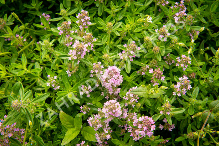 Mateřídouška úzkolistá - Thymus serpyllum