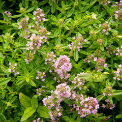 Mateřídouška úzkolistá - Thymus serpyllum