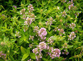 Mateřídouška úzkolistá - Thymus serpyllum
