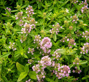 Mateřídouška úzkolistá - Thymus serpyllum