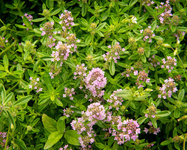 Mateřídouška úzkolistá