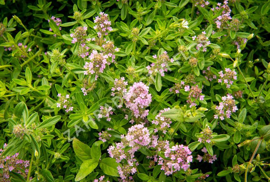 Mateřídouška úzkolistá - Thymus serpyllum