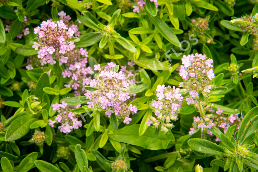 Mateřídouška úzkolistá - Thymus serpyllum