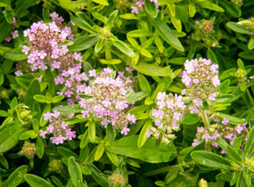 Mateřídouška úzkolistá - Thymus serpyllum