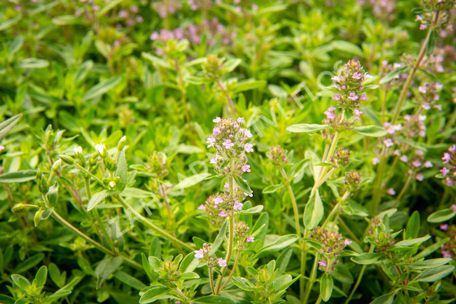 Mateřídouška úzkolistá - Thymus serpyllum