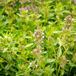Mateřídouška úzkolistá - Thymus serpyllum