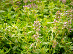 Mateřídouška úzkolistá - Thymus serpyllum