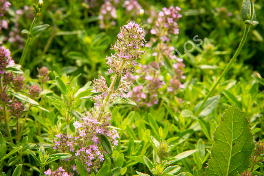 Mateřídouška úzkolistá - Thymus serpyllum