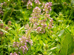 Mateřídouška úzkolistá - Thymus serpyllum
