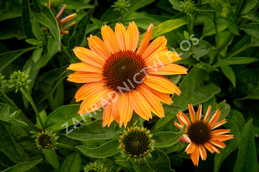 Třapatkovka nachová 'Papallo Power Coral Orange' - Echinacea purpurea 'Papallo Power Coral Orange'