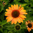 Třapatkovka nachová 'Papallo Power Coral Orange' - Echinacea purpurea 'Papallo Power Coral Orange'