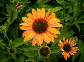 Třapatkovka nachová 'Papallo Power Coral Orange' - Echinacea purpurea 'Papallo Power Coral Orange'