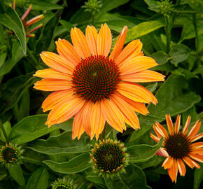 Třapatka nachová 'Papallo Power Coral Orange' - Echinacea purpurea 'Papallo Power Coral Orange'