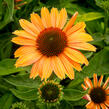 Třapatkovka nachová 'Papallo Power Coral Orange' - Echinacea purpurea 'Papallo Power Coral Orange'