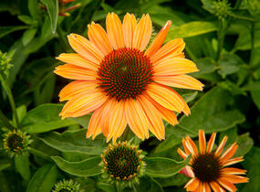 Třapatkovka nachová 'Papallo Power Coral Orange' - Echinacea purpurea 'Papallo Power Coral Orange'