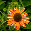Třapatkovka nachová 'Papallo Power Coral Orange' - Echinacea purpurea 'Papallo Power Coral Orange'