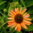 Třapatkovka nachová 'Papallo Power Coral Orange' - Echinacea purpurea 'Papallo Power Coral Orange'