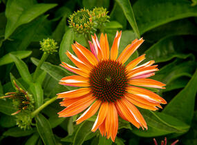 Třapatkovka nachová 'Papallo Power Coral Orange' - Echinacea purpurea 'Papallo Power Coral Orange'