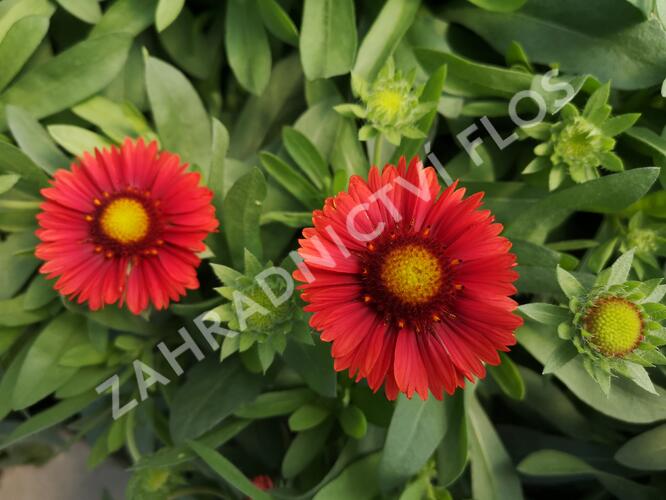Kokarda osinatá 'Spin Top Red' - Gaillardia aristata 'Spin Top Red'