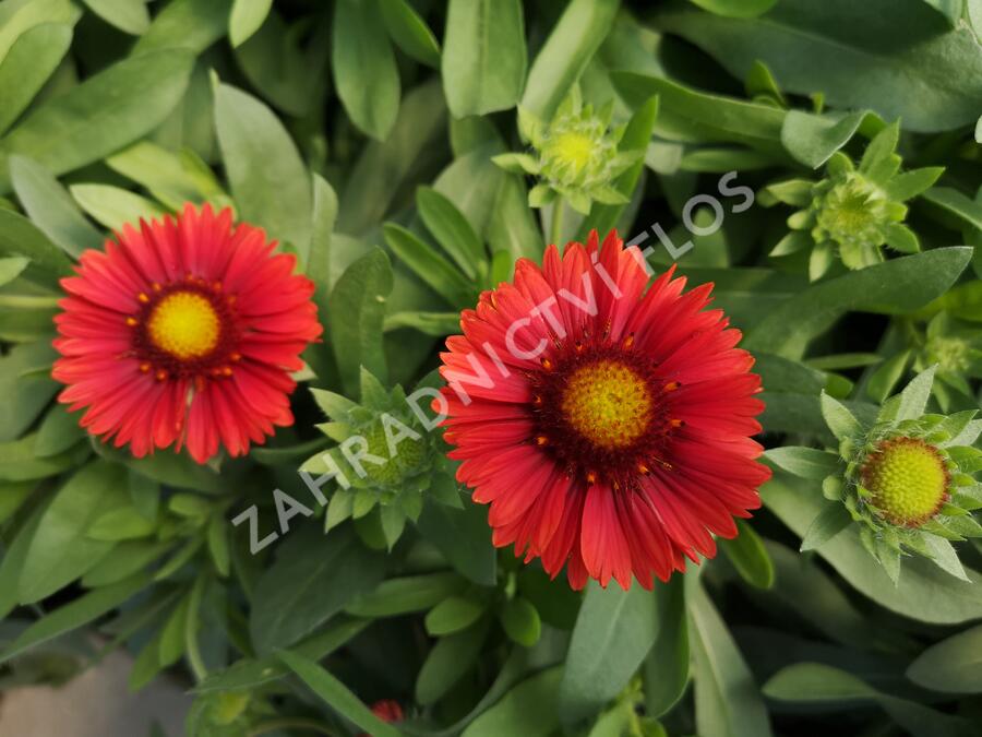 Kokarda osinatá 'Spin Top Red' - Gaillardia aristata 'Spin Top Red'