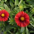 Kokarda osinatá 'Spin Top Red' - Gaillardia aristata 'Spin Top Red'