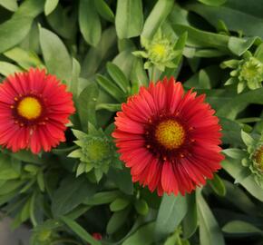 Kokarda osinatá 'Spin Top Red' - Gaillardia aristata 'Spin Top Red'