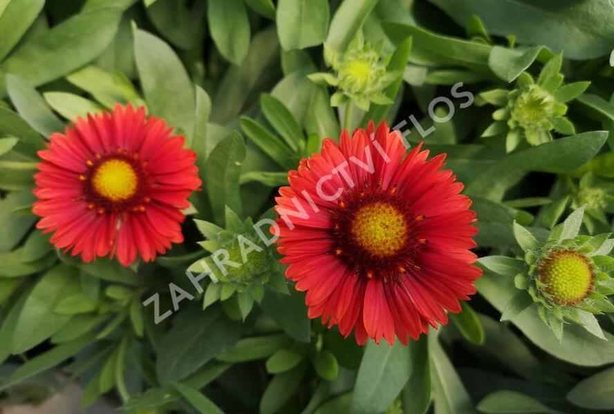 Kokarda osinatá 'Spin Top Red' - Gaillardia aristata 'Spin Top Red'